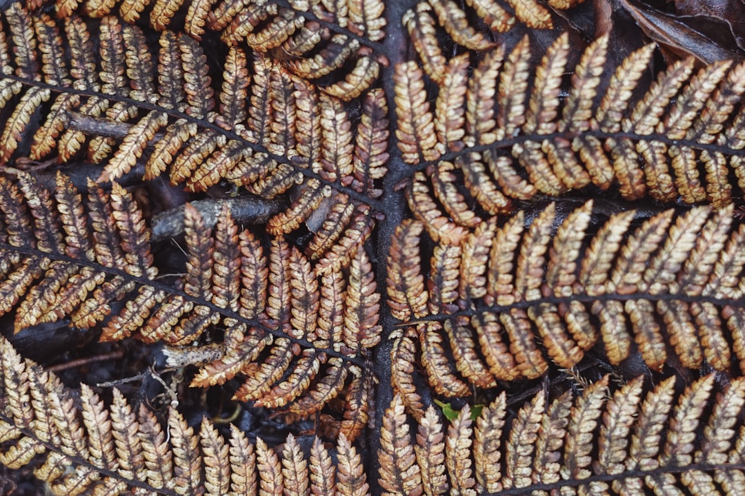 Photo survival tips for the rainforest