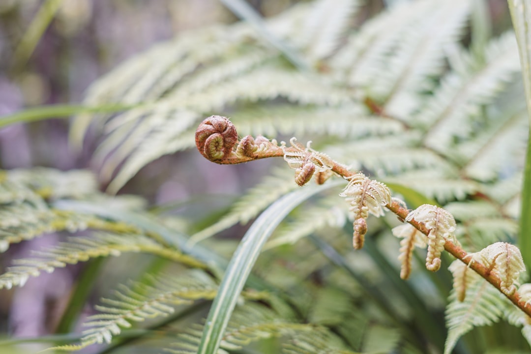 Photo survival tips for the rainforest