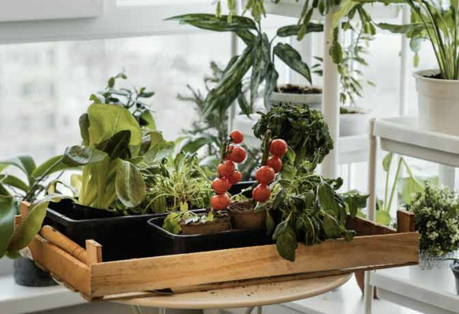 Addressing Common Indoor Gardening Challenges