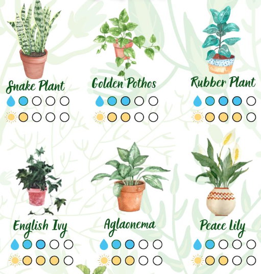 Creating a Routine for Plant Care