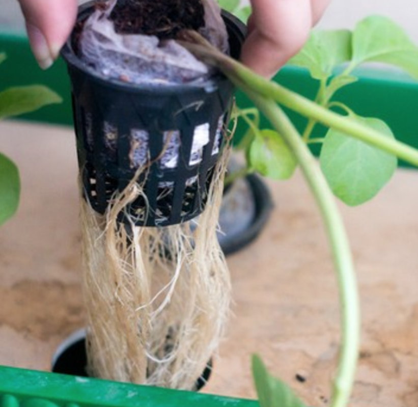 Ensuring Air Circulation for Healthy Roots