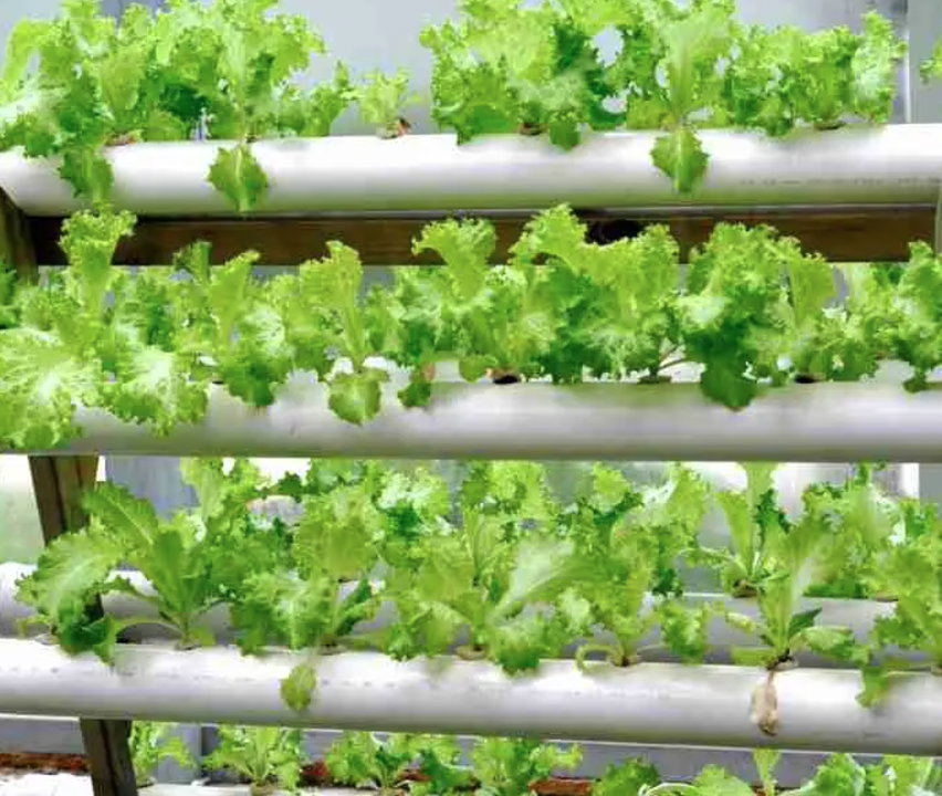 Exploring Hydroponics for Indoor Gardening