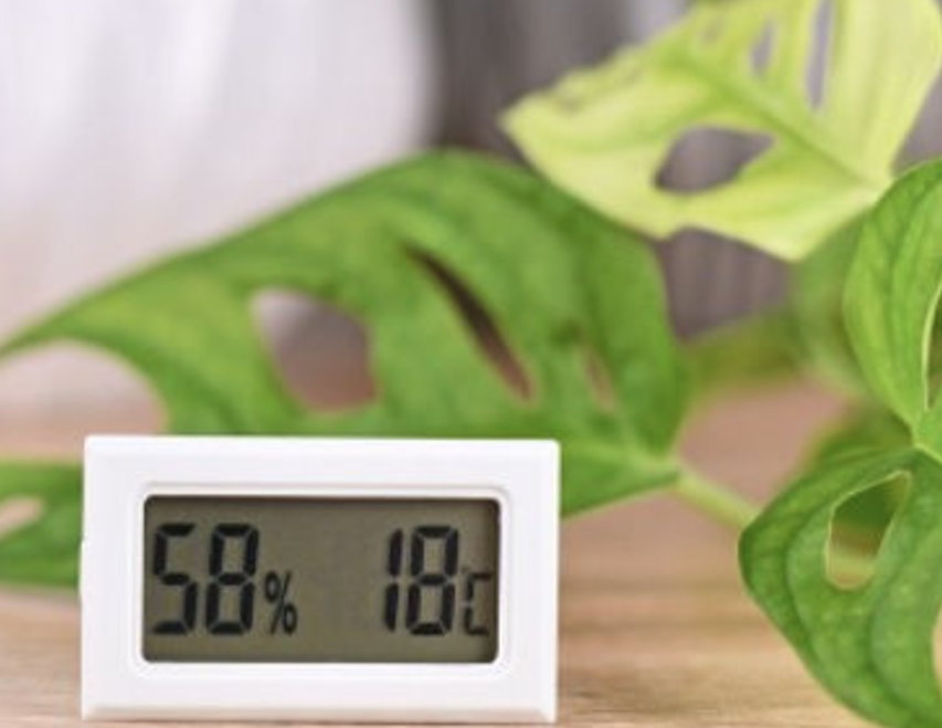 Maintaining Optimal Humidity Levels for Plants